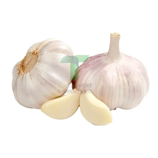 GARLIC