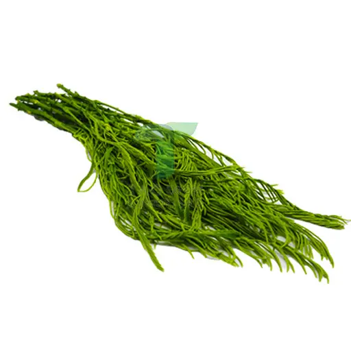 ACACIA