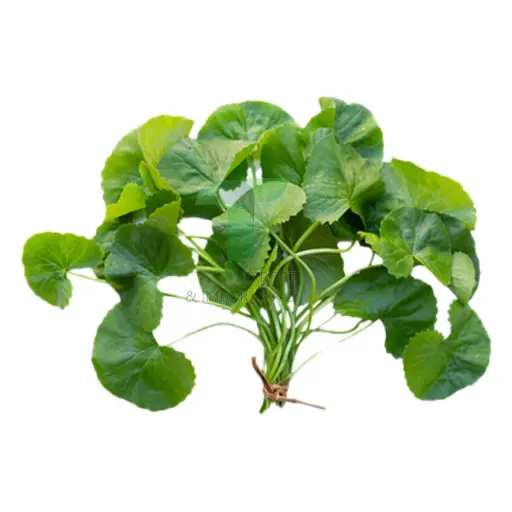 PENNYWORT