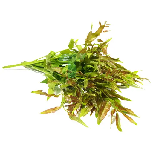 NEEM TREE