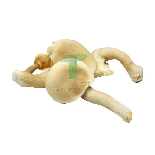 PAW HUR MUSHROOM
