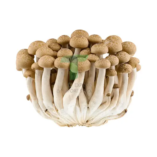BROWN SHIMEJI MUSHROOM 