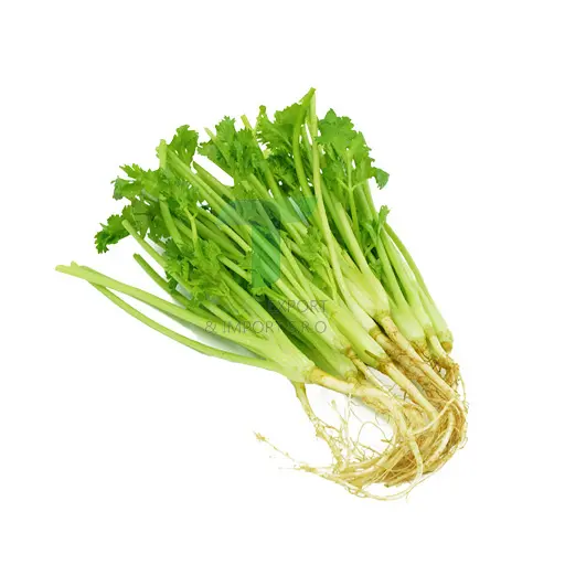 ROOT CORIANDER E 