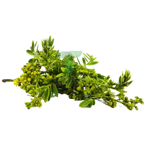 CASSOD TREE FLOWER 