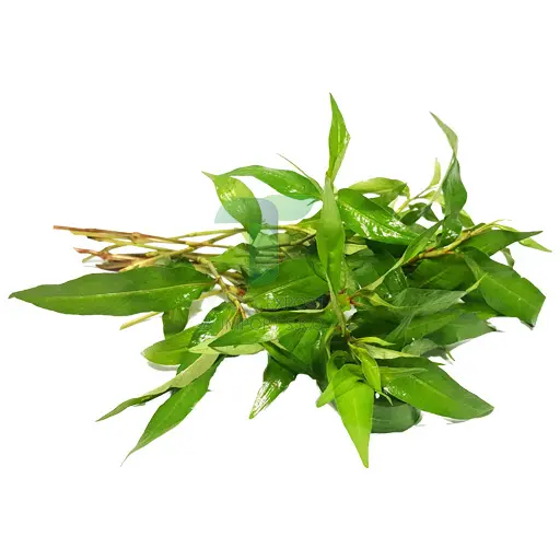 [11018] PAK PRAWE/ VIETNAMES CORIANDER