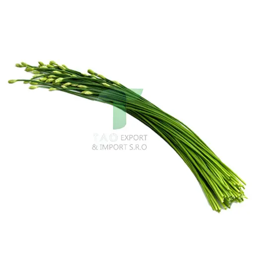 [11040] CHINESE LEEK FLOWER