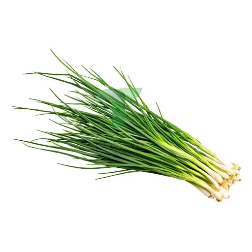 [11046] SPRING ONION