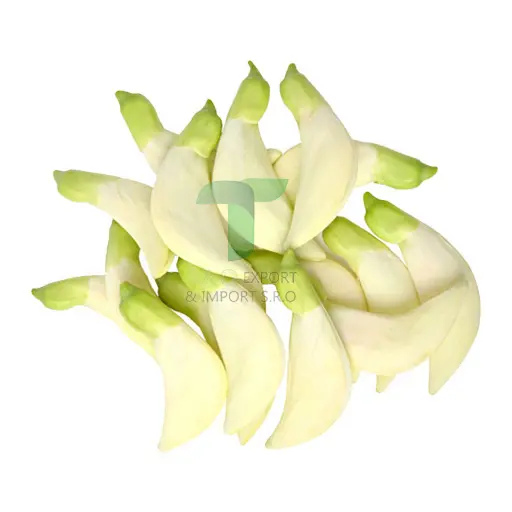 [11054] SESBAN FLOWER