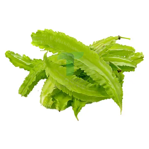 [11055] WINGED BEAN