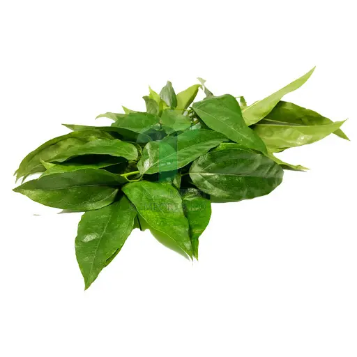 [11059] SACK TREE LEAF