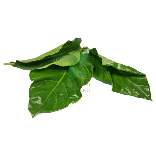 [11074] YOR LEAF