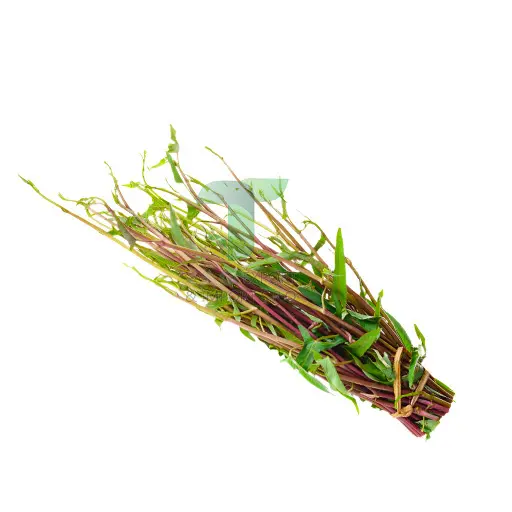 [11080] YOUNG MORNING GLORY (RED)