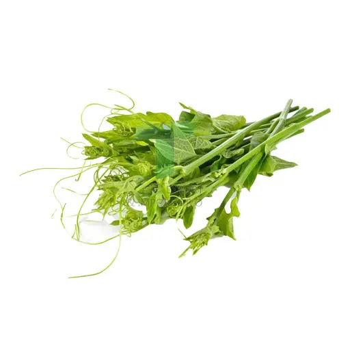 [11108] IVY GOURD SHOOT