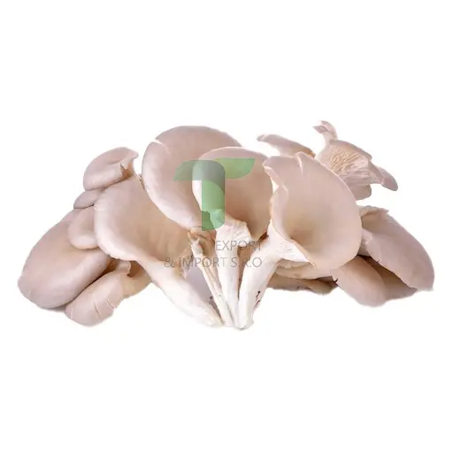 [11112] PHOENIX MUSHROOM