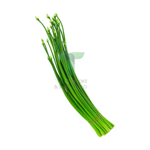 [11139] ONION FLOWER