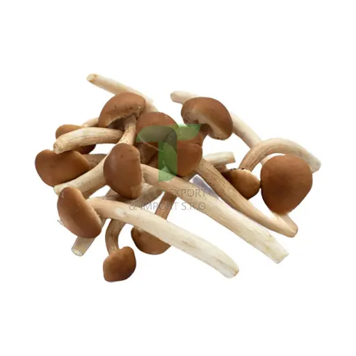 [11190] TERMITOMYCES MUSHROOM