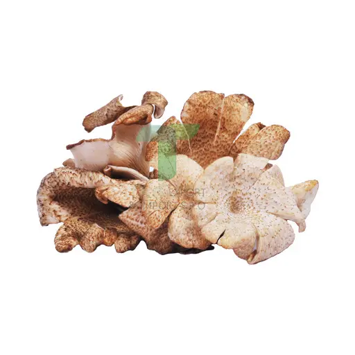 [11193] KRA DANG MUSHROOM