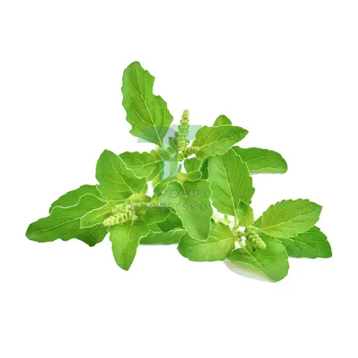 [EL004] HOLY BASIL E