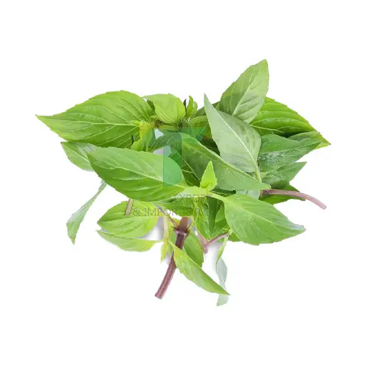 [EL005] SWEET BASIL E
