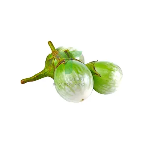 [EL013] EGG PLANT E