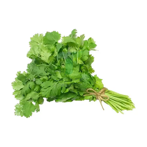 [EL036] CORIANDER E