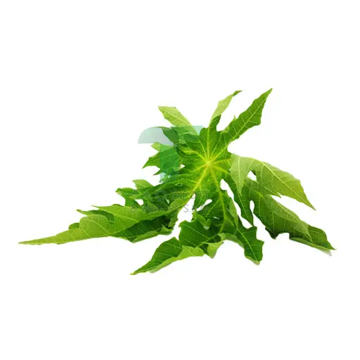 [11215] PAPAYA LEAF 