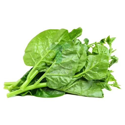 [11019] MALABAR NIGHTSHADE  