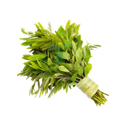 [11104] CASSOD TREE LEAF  