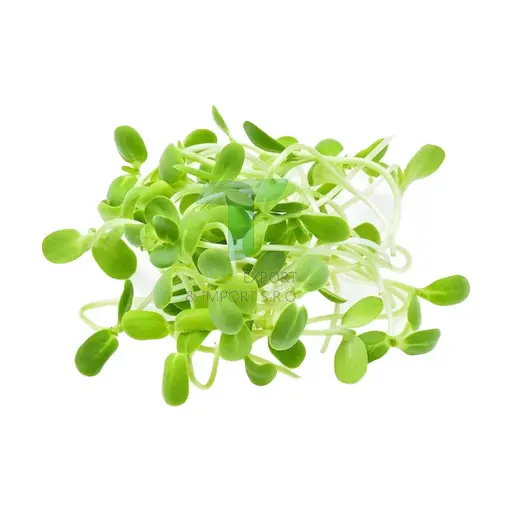 [11144] SUN FLOWER SHOOT(130g/pack)  