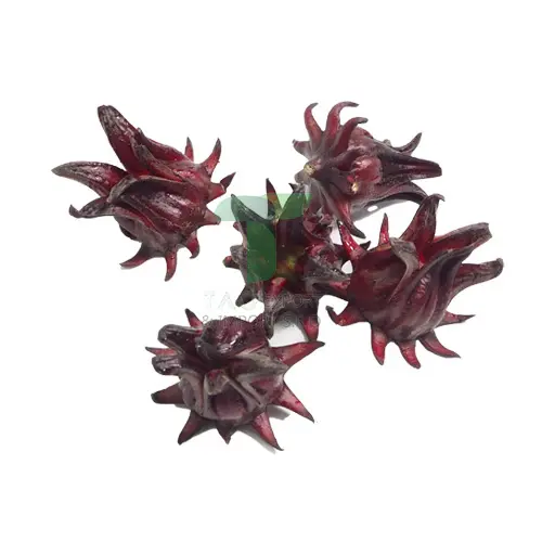 [11224] OKRA FLOWER 